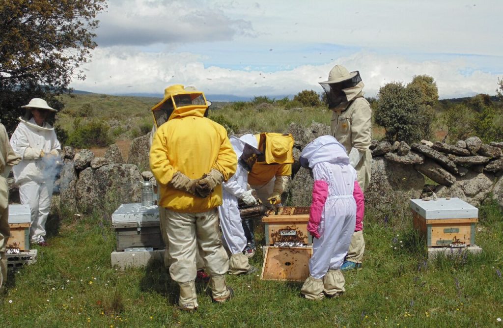 apicultor FED INICIO